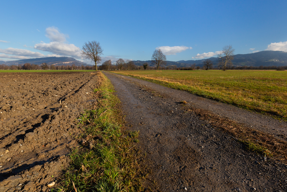 Lauteracherried im Jänner 35